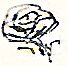 Nora's rose